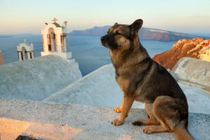 Emmener son chien en vacances en Grèce à Santorini
