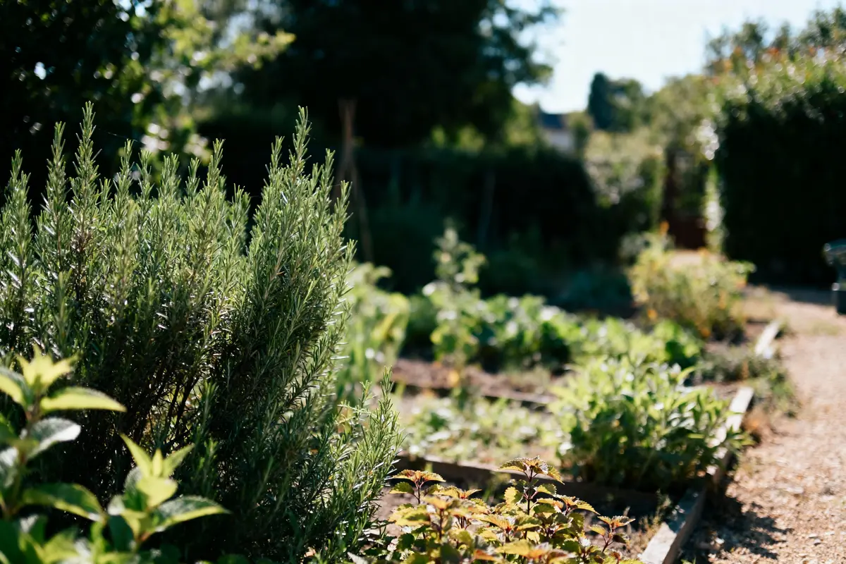 Jardin verdoyant avec herbes aromatiques et végétation diversifiée sous un ciel ensoleillé, chemin de gravier visible.