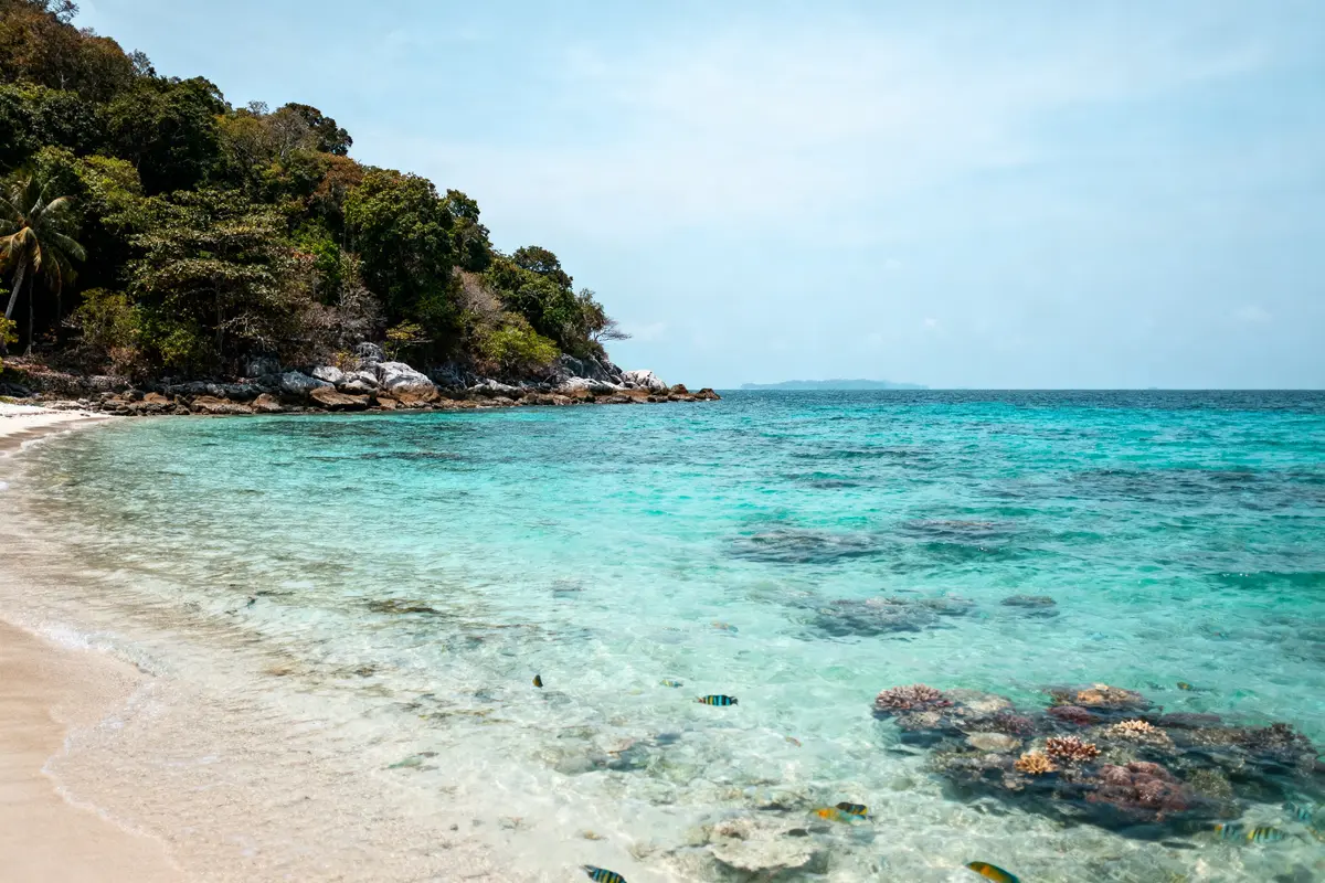 Plage de sable avec palmiers, eau turquoise cristalline, coraux et poissons colorés près de la côte rocheuse.