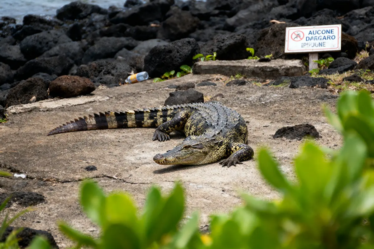 Crocodile se reposant sur sol rocheux, panneau "aucune draggage", bouteille en arrière-plan, végétation au premier plan.