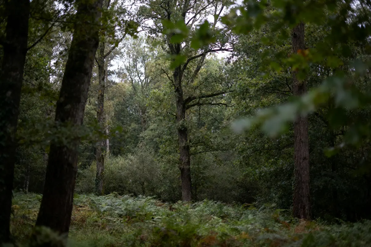 Forêt denses, grands arbres feuillus, fougères, lumière douce, ambiance paisible et naturelle.