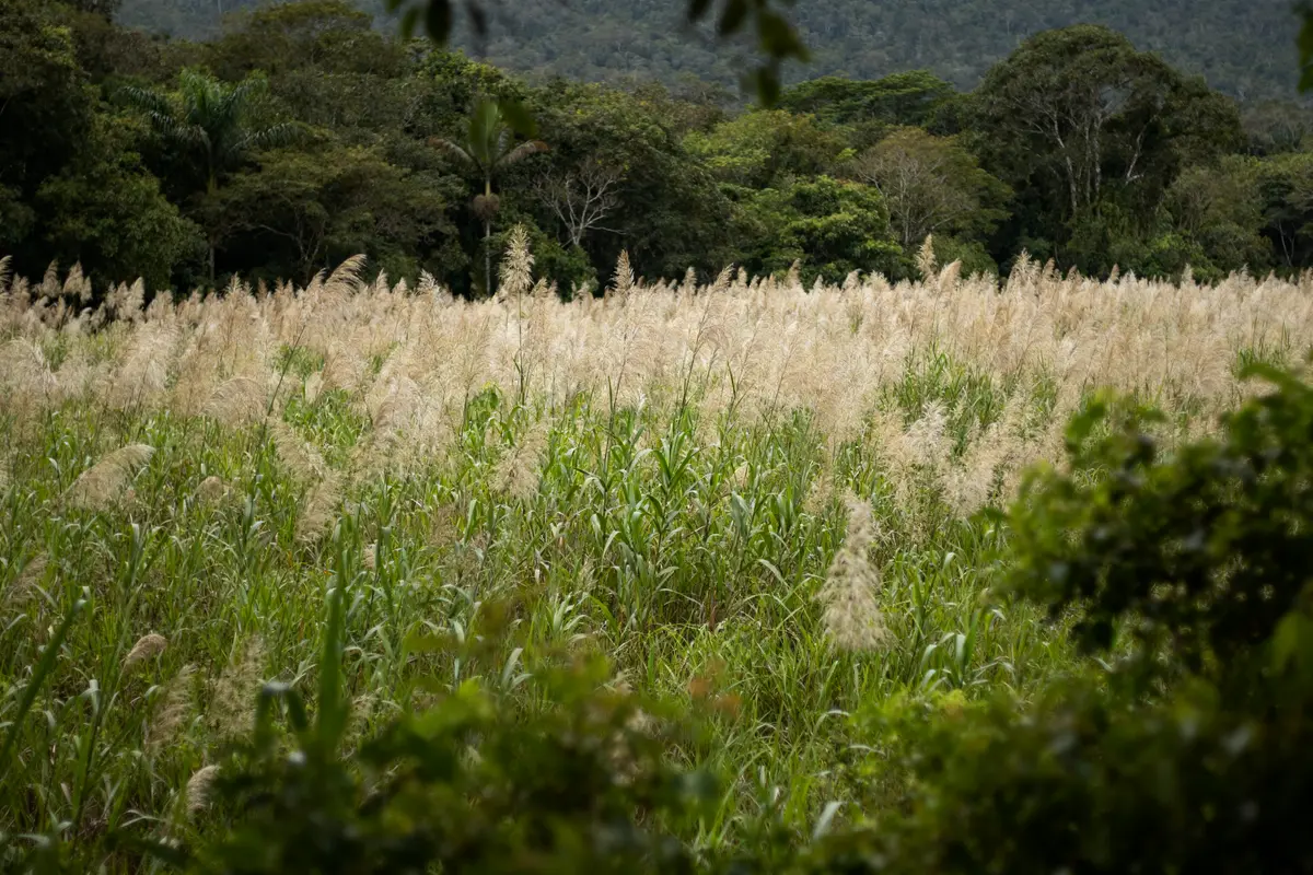 Champ de hautes herbes sous un ciel nuageux entouré d'arbres, paysage naturel itaò