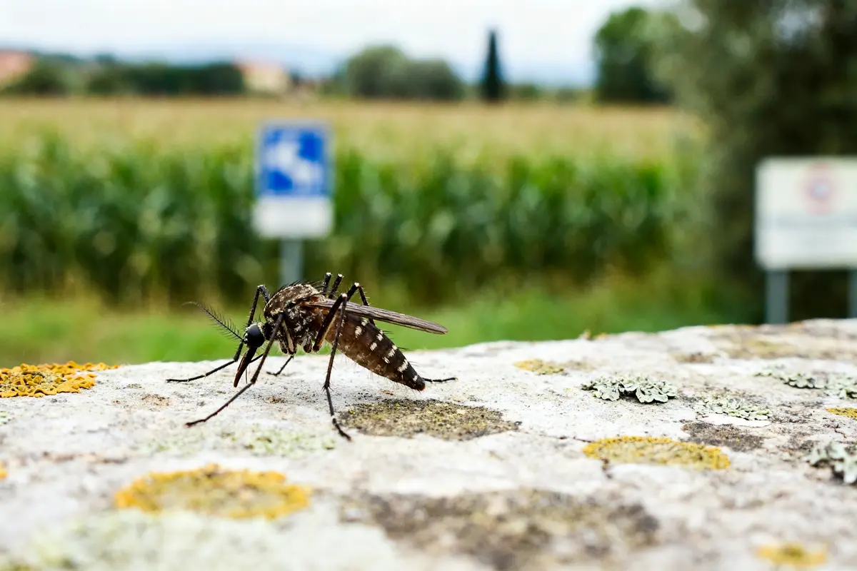 Gros plan d'un moustique sur mur en Italie avec campagne en arrière-plan