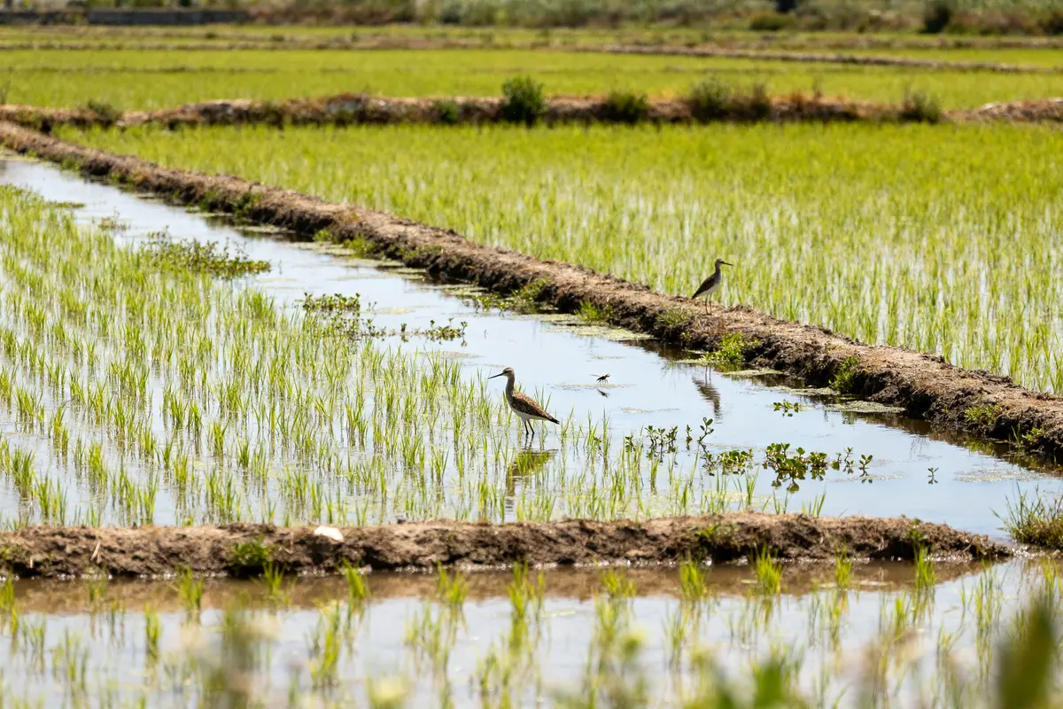 Oiseaux dans les arrozais verdoyants avec reflets sur l'eau calme des rizières inondées